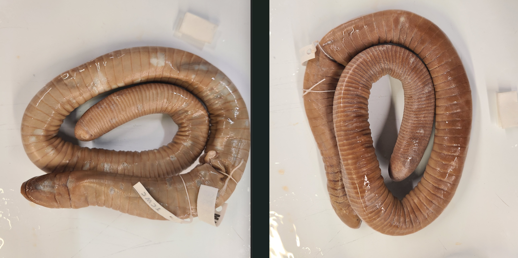 <p>Order and Family of Dermophis sp.</p>