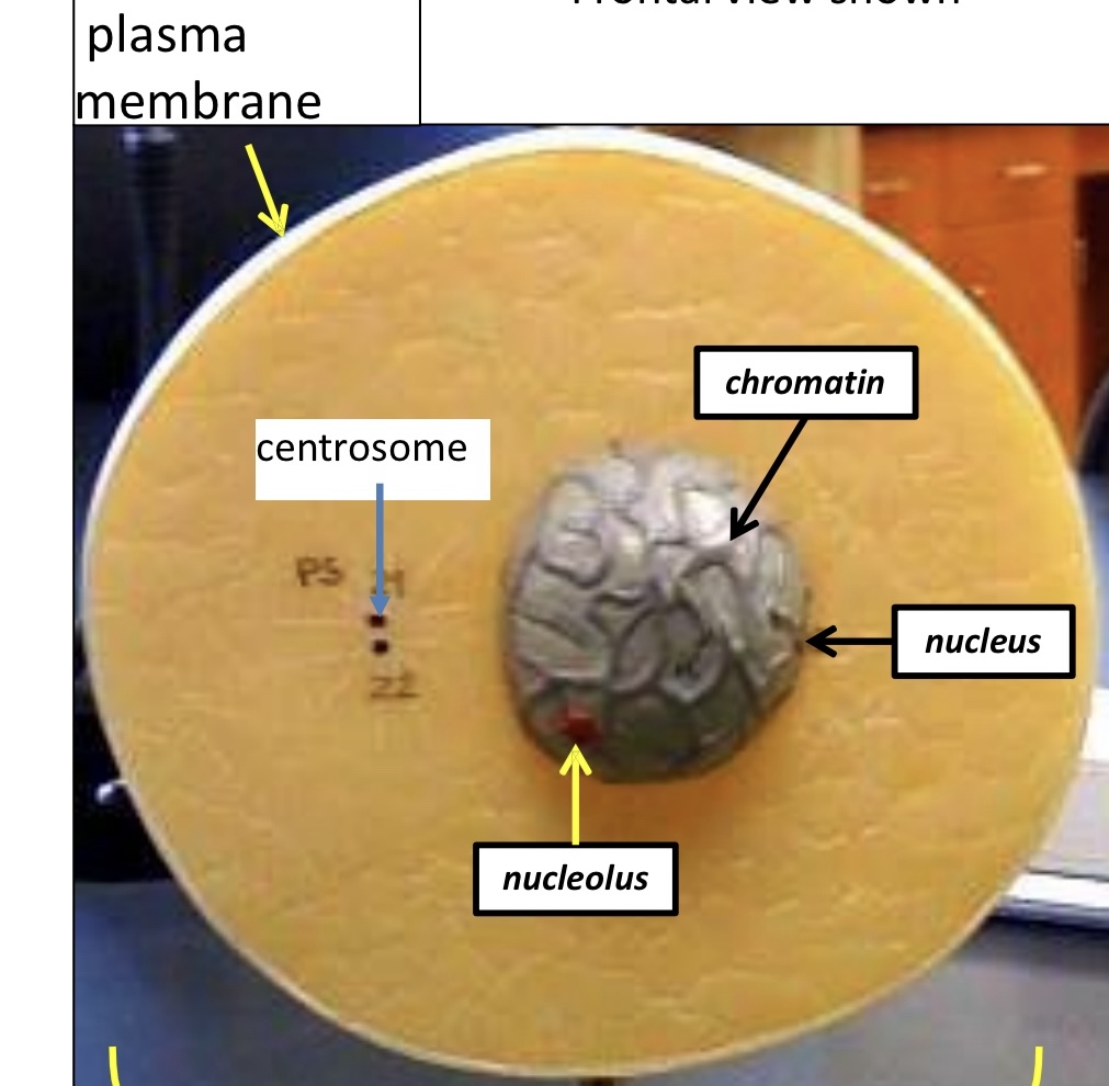 <p>Centrosomes together</p>