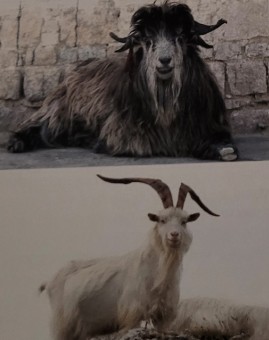 <p>horned and well known breed that produces cashmere wool. name is from india. any goat with this fur is known as cashmere goat. not an actual breed only a type of goat. horns are allowed to keep growing as long as they are not dangerous to people.</p>