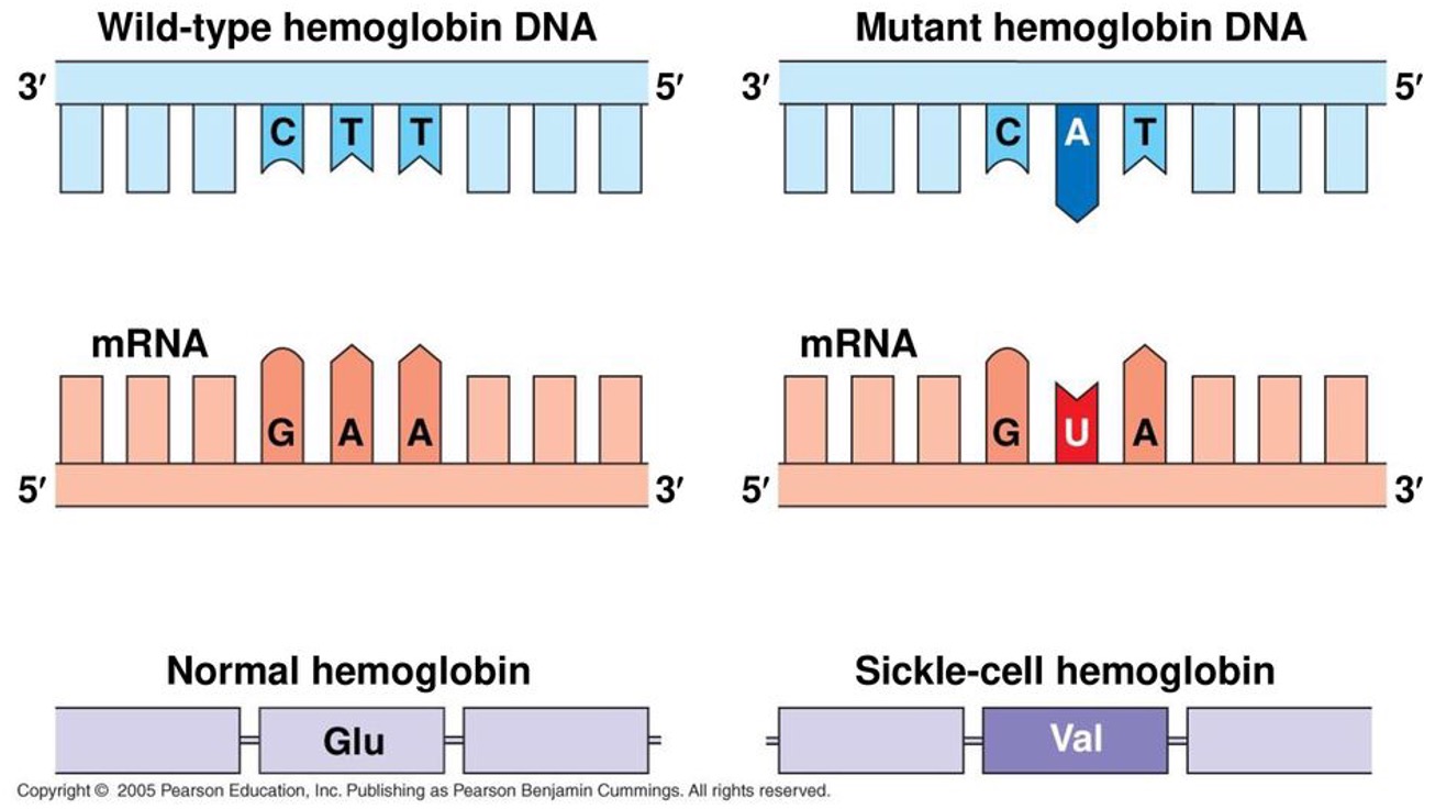 POINT MUTATION