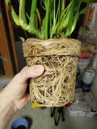 <p><span>&nbsp;Roots that have grown in a tight, circular pattern within a container, restricting growth.</span></p>