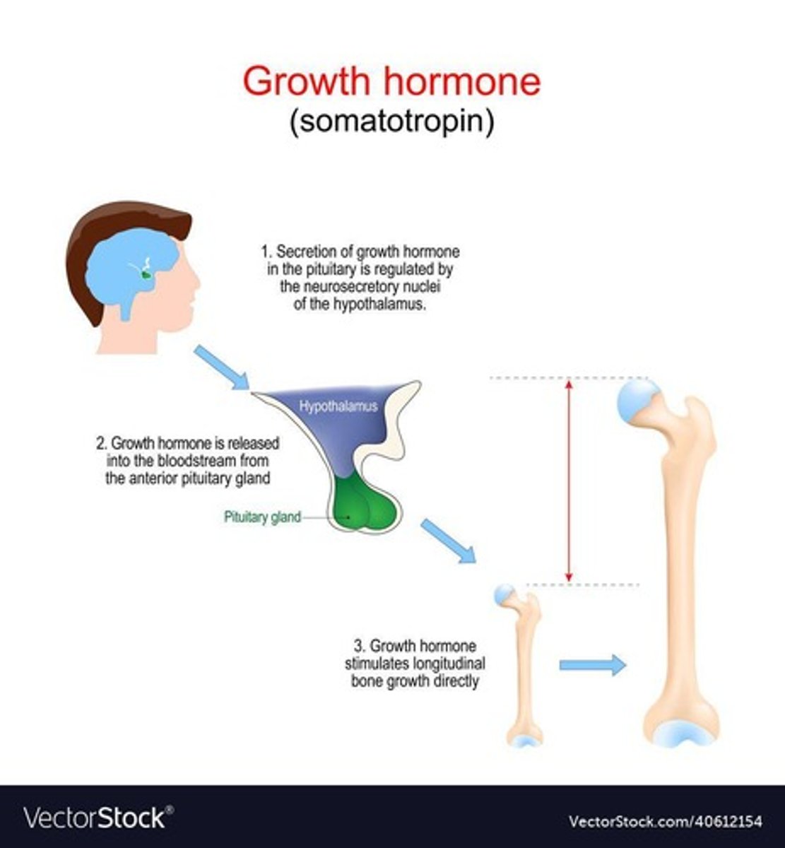 <p>Stimulates epiphyseal plate activity in infancy and childhood.</p>