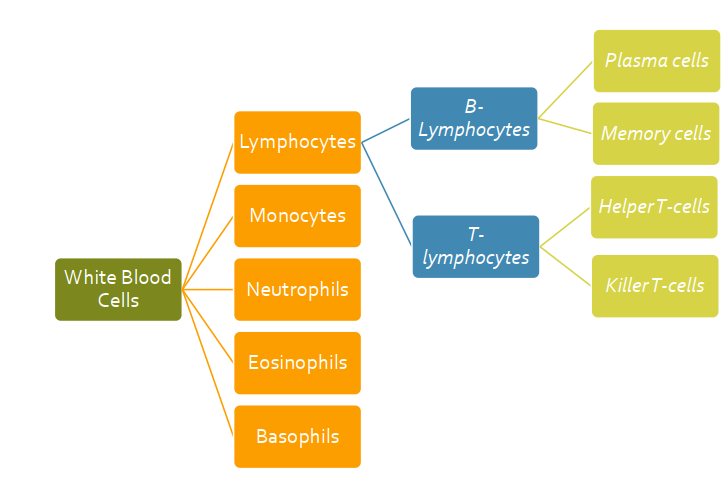 <ol><li><p>Lymphocyte</p></li><li><p>Monocytes</p></li><li><p>Neutrophils</p></li><li><p>Eosinophils</p></li><li><p>Basophils&nbsp;</p></li></ol><p></p>