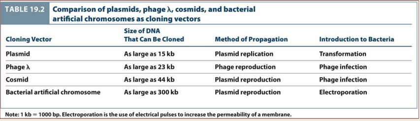 An agent that can carry DNA into a cell or organism 
- Many are derived from plasmids, bacteriophages, or viruses 