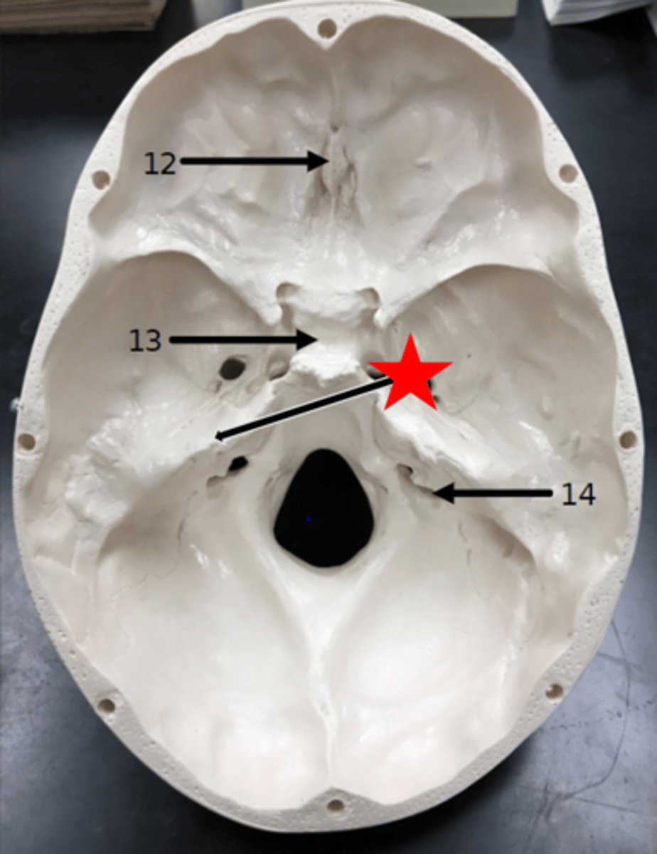 <p>Name the starred region in the image.</p>