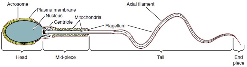 <p><span>are divided into a head, containing DNA; a mid-piece, containing mitochondria; and a tail, providing motility. The acrosome is oval and somewhat flattened.</span></p>