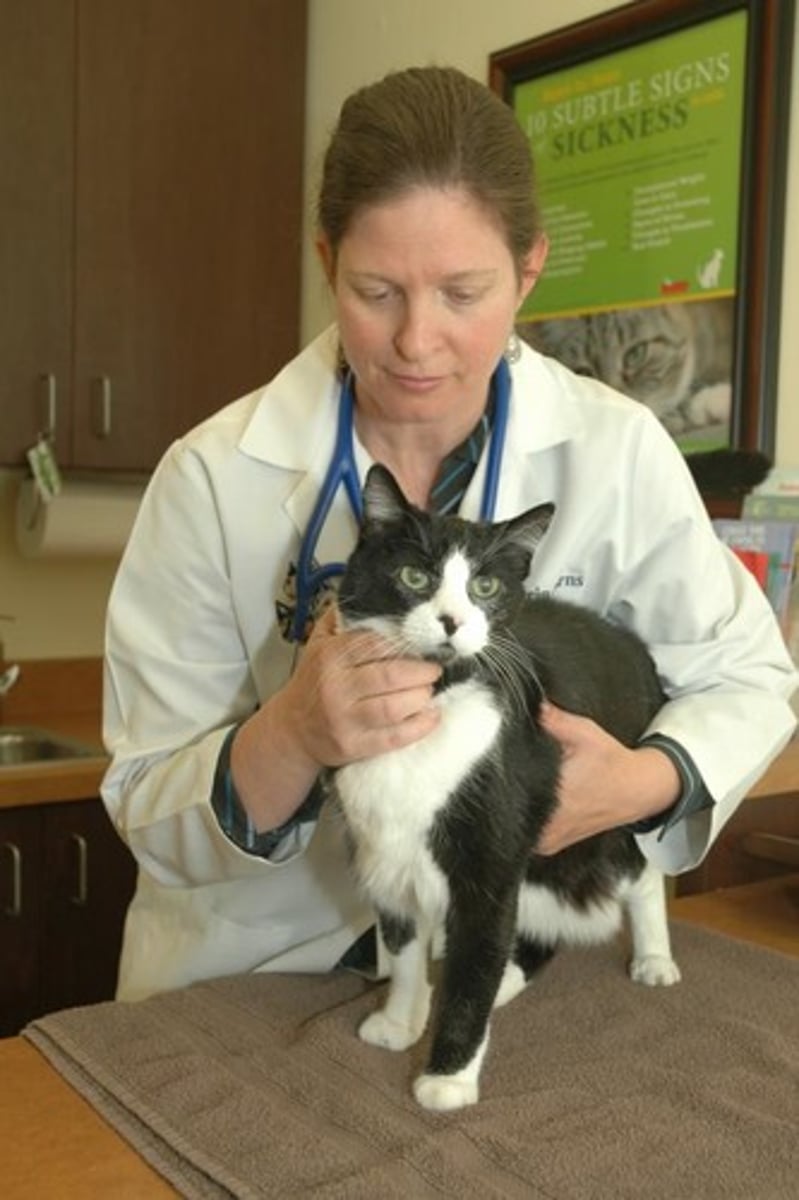 <p>an animal doctor</p>
