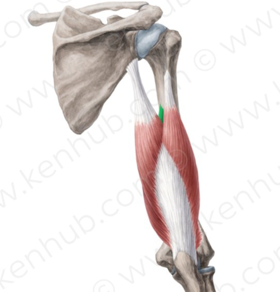 <p>Origin: Humerus </p><p>Insertion: Olecranon process of ulna </p><p>Action: Elbow extension </p>