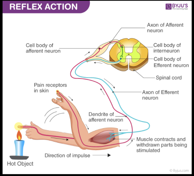 <ol><li><p>Stimulant triggers MUSCLE CONTRACTION and withdraws parts being stimulated</p></li><li><p>Dendrite of AFFERENT NEURONS  receives stimuli then transports electrical signals (stimuli becomes electrical signals) down toward its cell body then to axon&nbsp;</p></li><li><p>The electrical signals travel along the axon to the CNS, reaches the synapse and triggers release of neurotransmitters</p></li><li><p>Passed to cell body of efferent neuron, down its axon to, inhibiting or exciting postsynaptic neuron&nbsp;</p></li></ol><p></p>