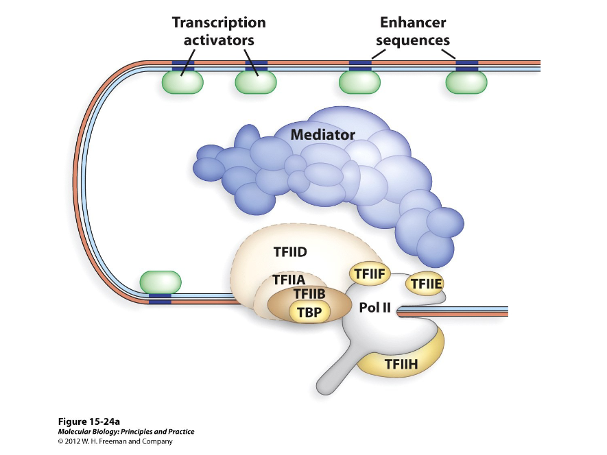 <p>This aids in the assembly of transcription factors around the promoter, meaning they are necessary for specific transcription factors to activate genes.</p>