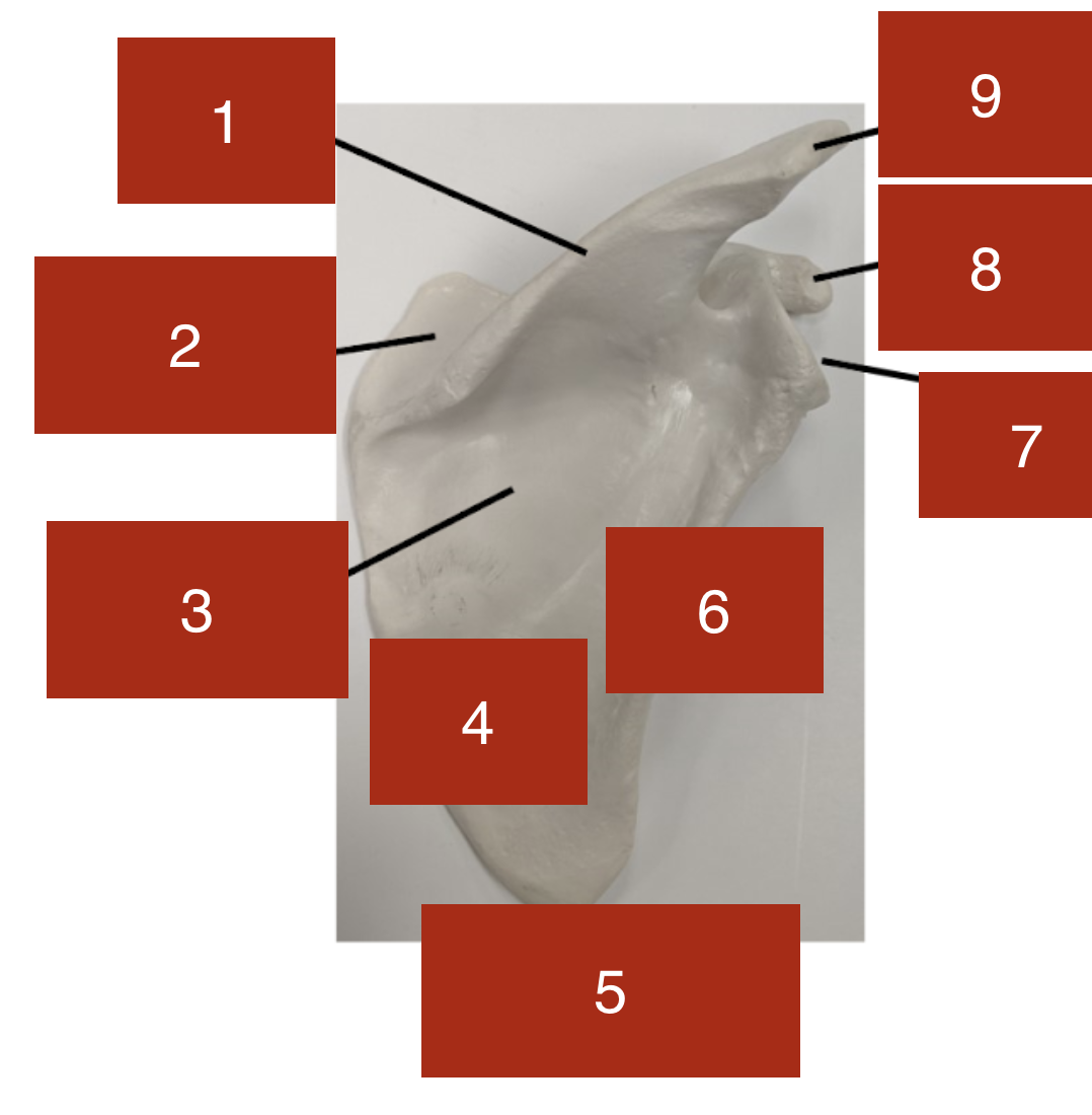<p>7</p>