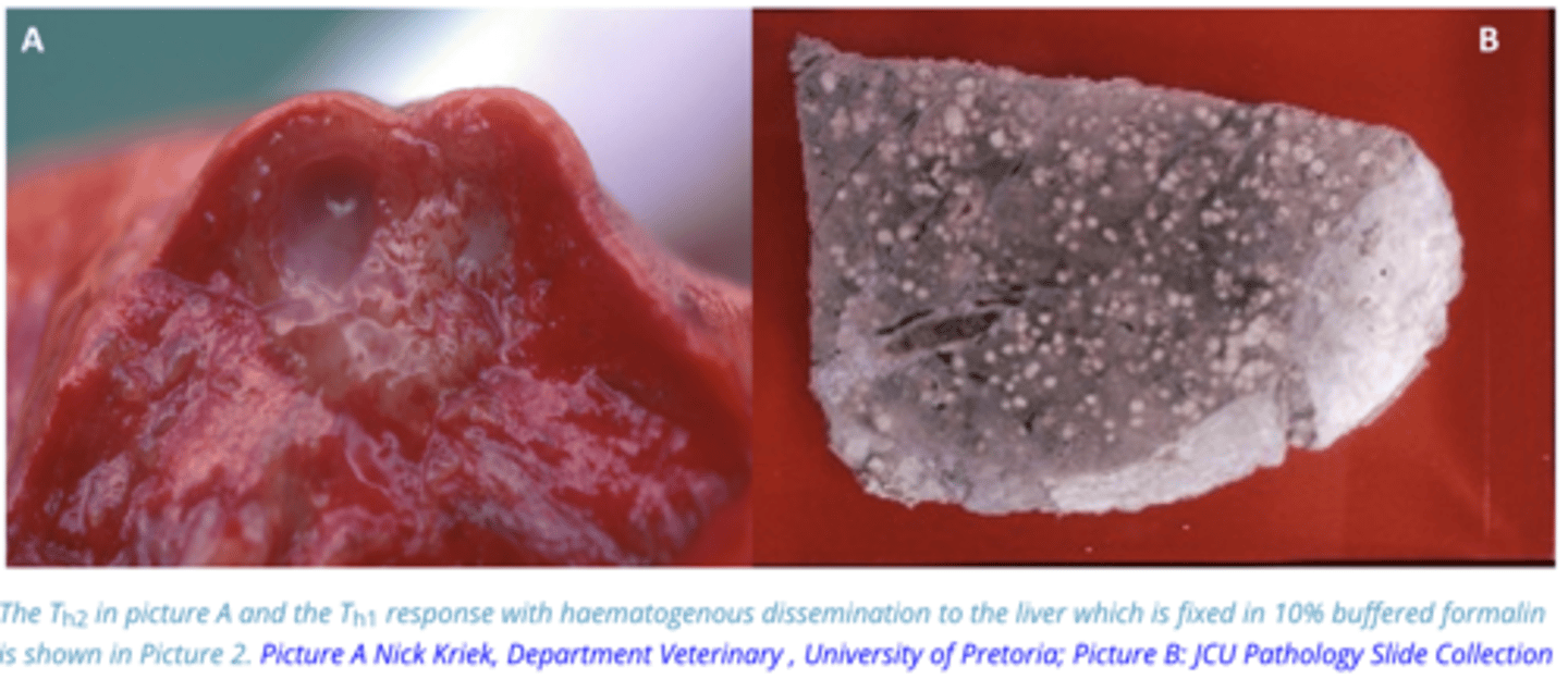 <p>Regional Lymph nodes → Other Lymph Nodes → Heart → Blood → haematogenous spread of the bacteria with the consequence of disseminated tuberculosis → Disseminated tuberculosis is often recognised by the presence of numerous small granulomas (miliary tuberculosis) in a number of internal organs</p>
