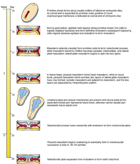 <p>Day 15 - primitive streak formed</p><p>Day 14-16 - Gastrulation</p><p>Day 16 - Allantois appears</p><p>Day 17 - Notochord formed</p>
