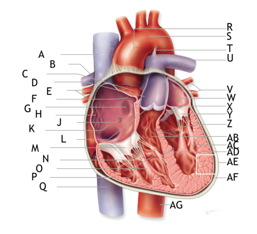 <p>What is AC</p>