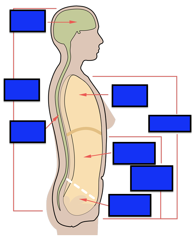 <p>Cavities</p>