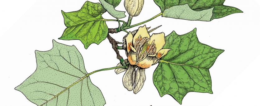 <p>HUGE tree with a central leader</p><p>fast-growing and weak wooded</p><p>flowers look like tulips</p><p>dark duck billed bud</p><p>4 “square” lobed leaf</p><p>park tree not a street tree</p>