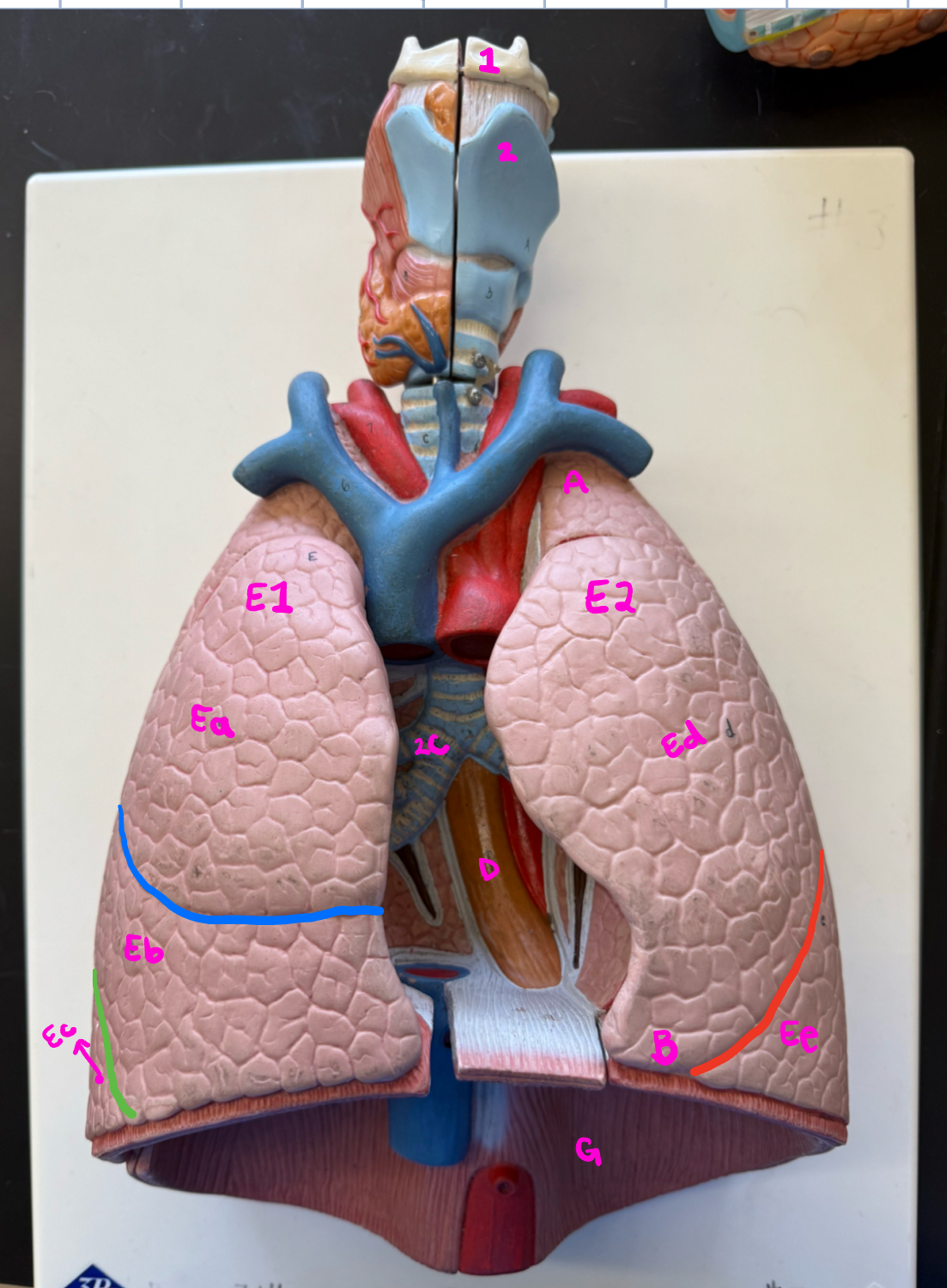 <p>eb</p>
