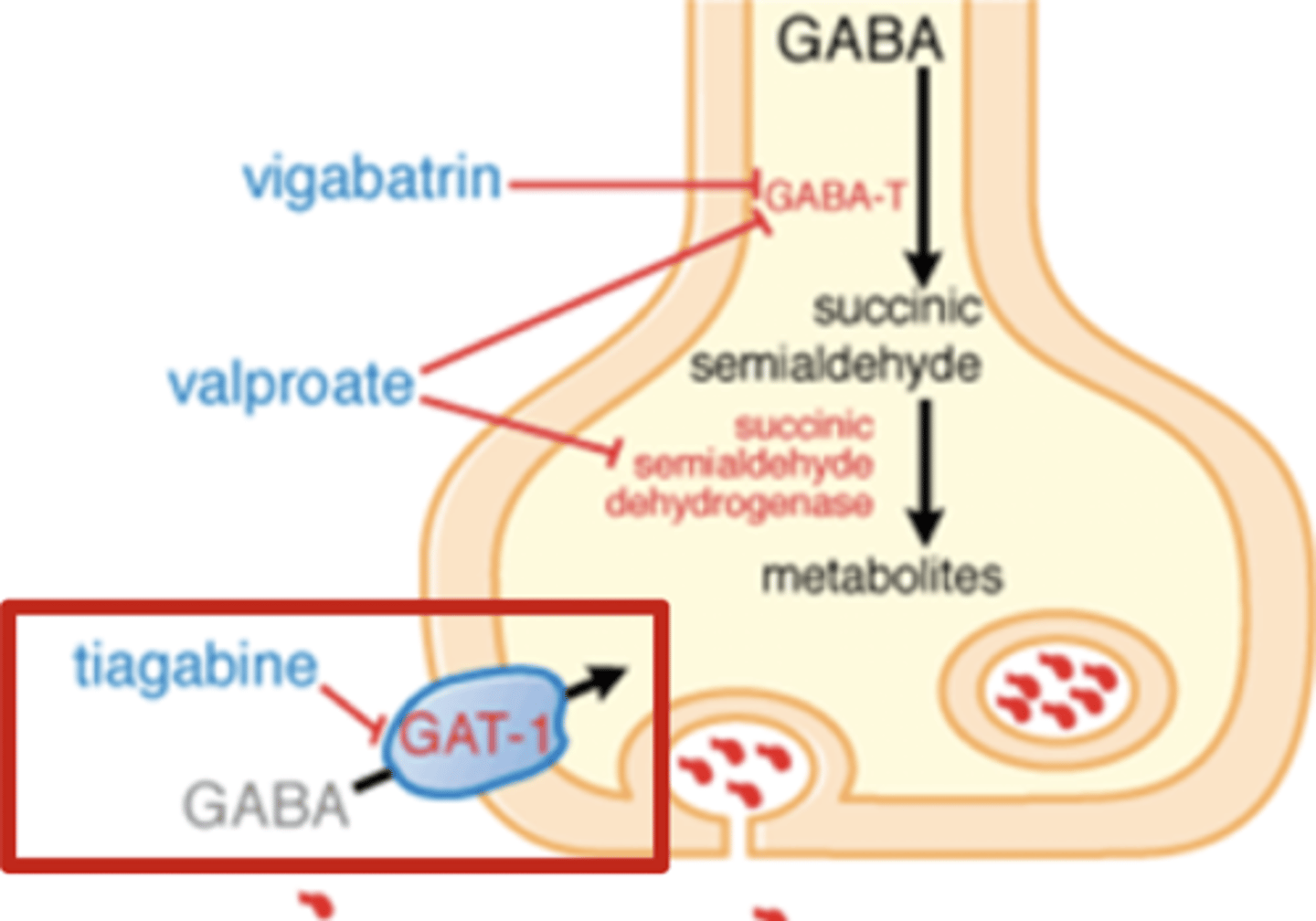 <p>Blocks GAT-1</p><p>Inhibits GABA reuptake</p><p>Inc. GABA conc.</p><p>Inc. inhibitory tone</p><p>(GAT-1 = GABA transporter, neg. regulator of GABA - performs reuptake)</p>