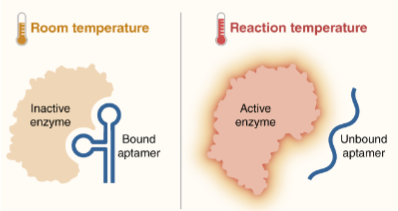 <p>(optimizing PCR) hot start</p>