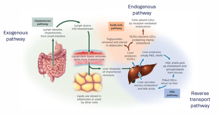 <p>- Exogenous Pathway</p><p>- Endogenous Pathway</p><p>- Reverse Transport Pathway</p>