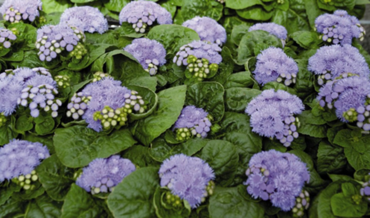 <p>Bedding plant</p><p>Fluffy flowers in flattened to slightly rounded clusters atop compact, mounded plants</p><p>4" to 18" tall</p><p>Leaves typically rounded, cordate-at-the-base, hairy, slightly quilted, soft green</p>