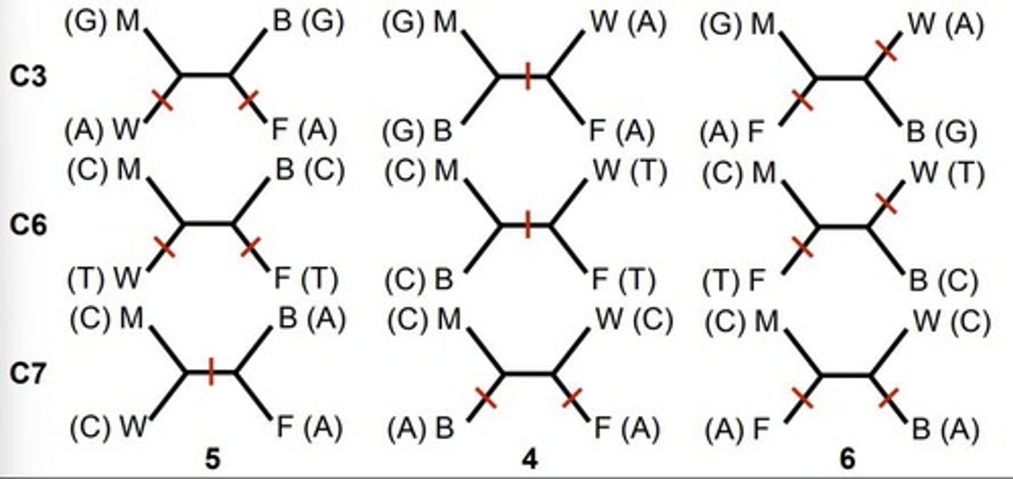 <p>Chronograms (proportional to absolute time) and phylograms (proportional to genetic change).</p>