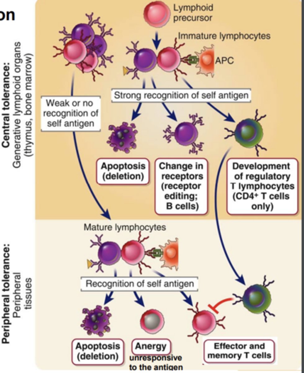 <p>eliminates or alters developing lymphocytes whose antigen receptors bind strongly to <strong><span class="bgP">self antigens</span></strong> </p>