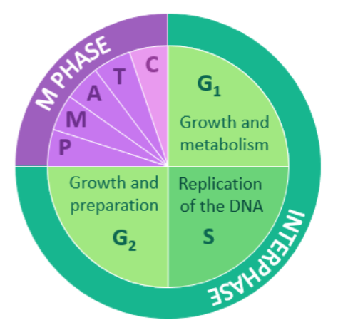 Cell cycle