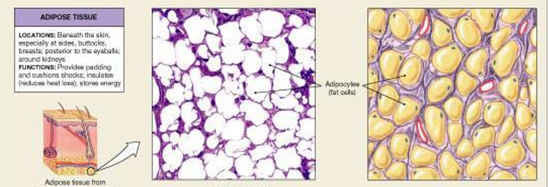 <p>stores fat, insulates, and protects by providing padding and cushion shocks, stores energy </p><p>location: beneath the skin - sides, butt, breasts and posterior to the eyeballs and around kidneys </p>