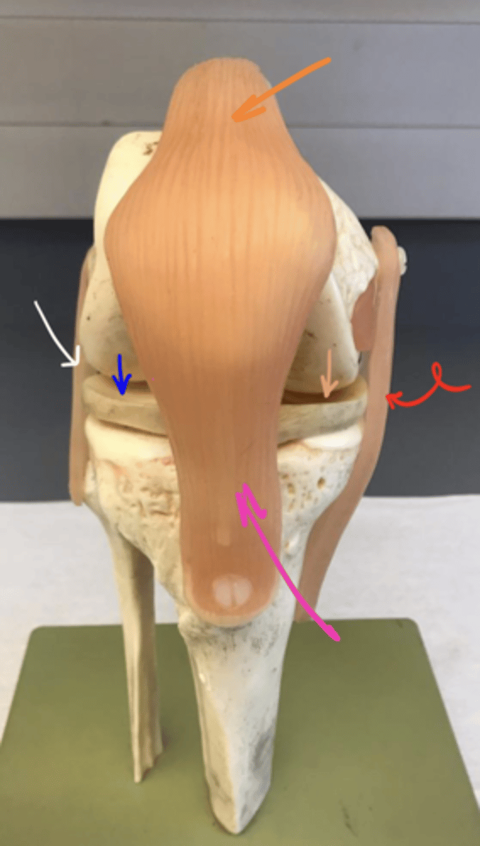 <p>ID the structure of the hot pink arrow.</p>
