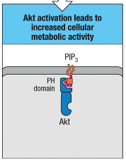 <p>Akt activation increases cellular metabolic activity, supporting the energy demands of T cell activation and funSction.</p>