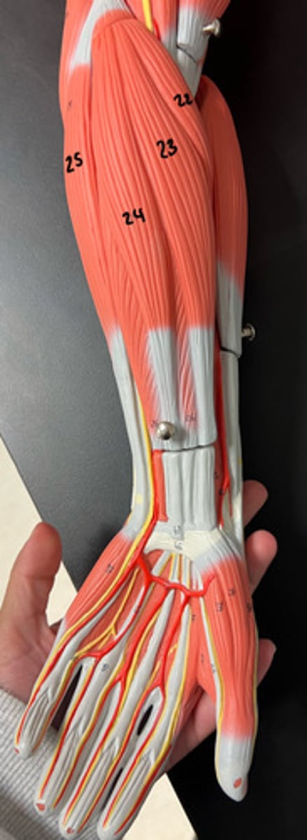 <p>what muscle is 24, what is its function and what nerve innervates it?</p>