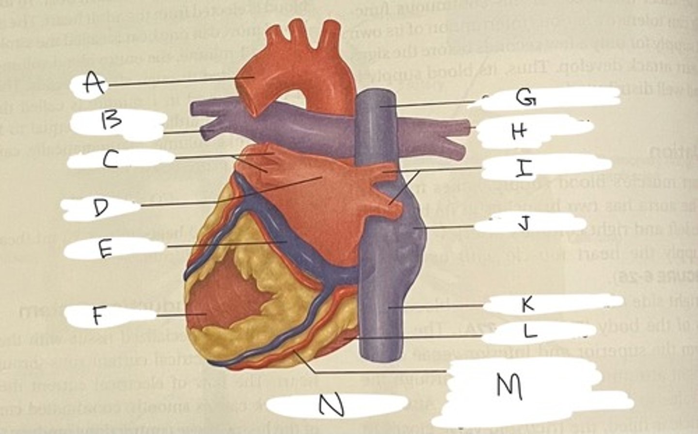 <p>B</p>