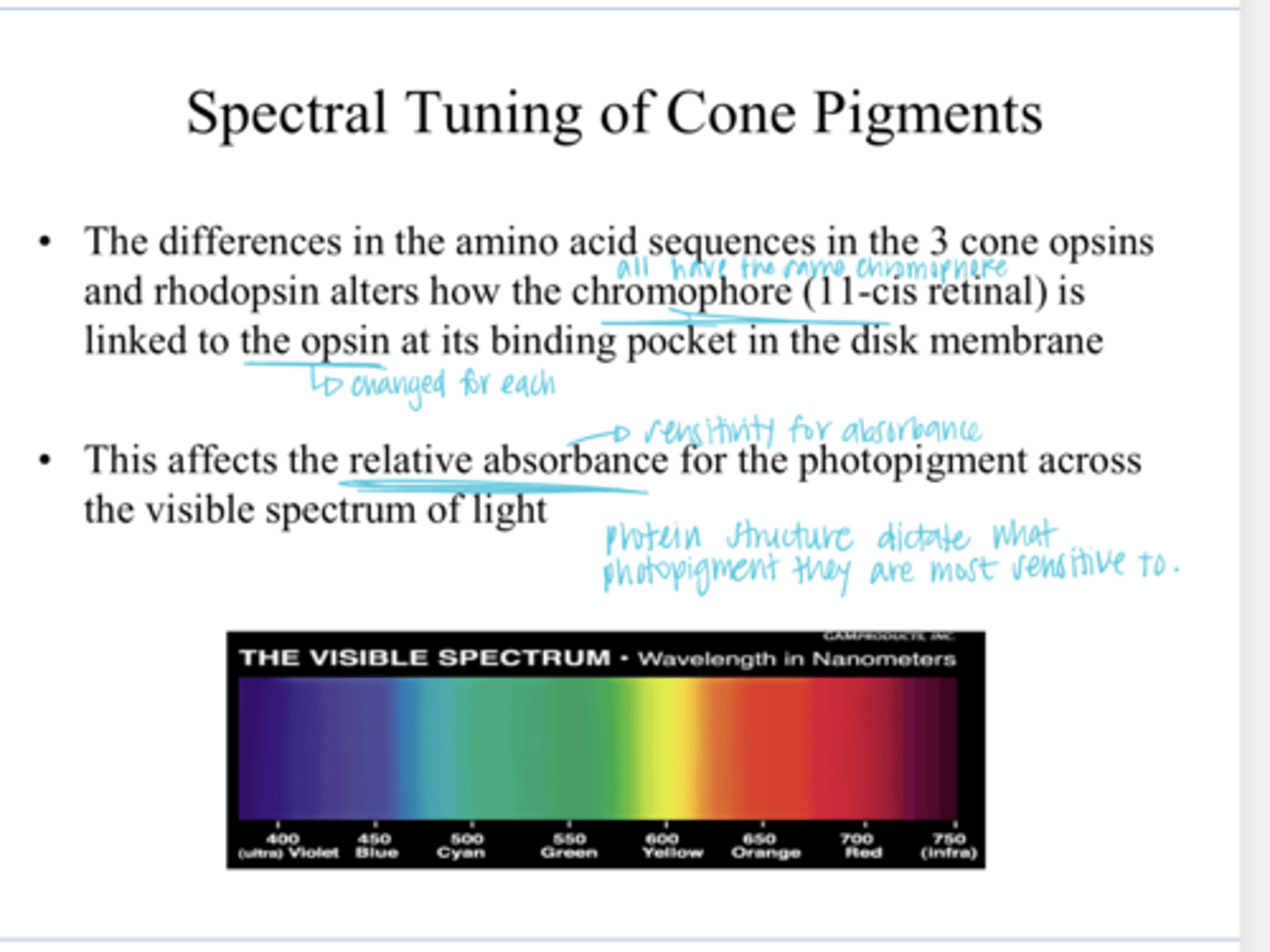 <p>The differences in the amino acid sequences in the 3 cone opsins and rhodopsins alters what?</p>