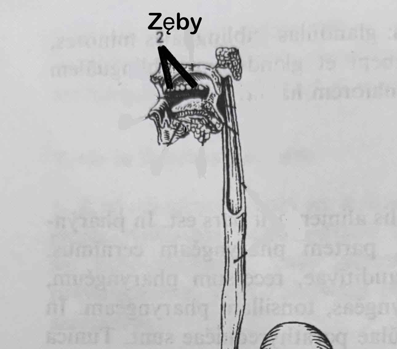 <p>Zęby</p>