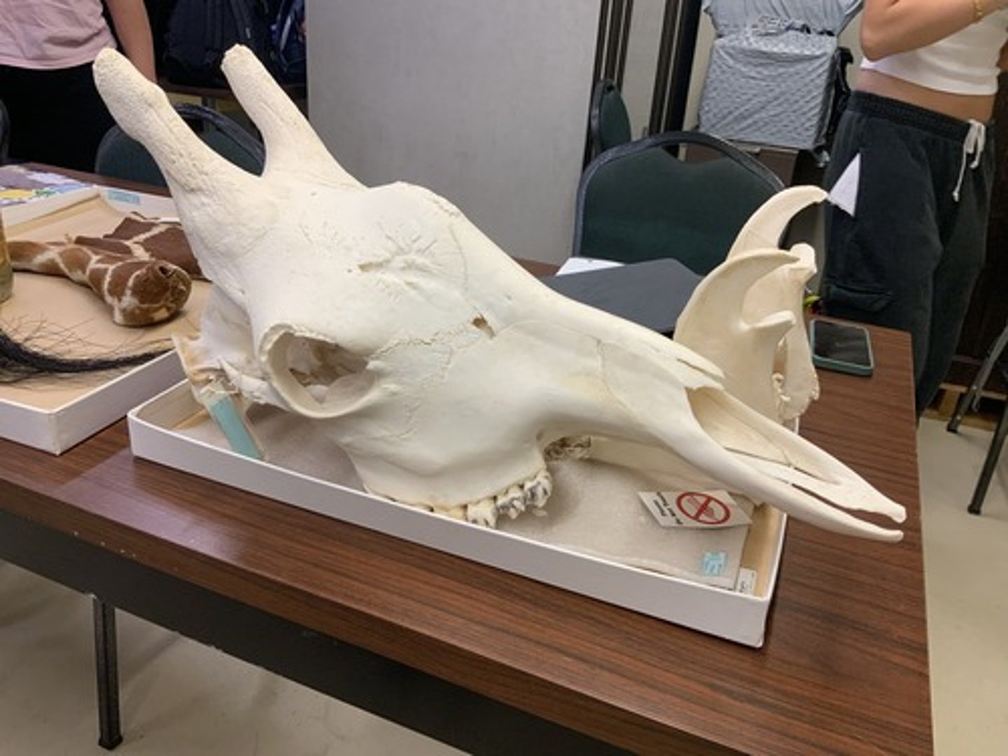 <p>Family, Order, Infraclass, Subclass</p><p>-ossicones present</p><p>-post-orbital bar</p><p>-selenodont</p>