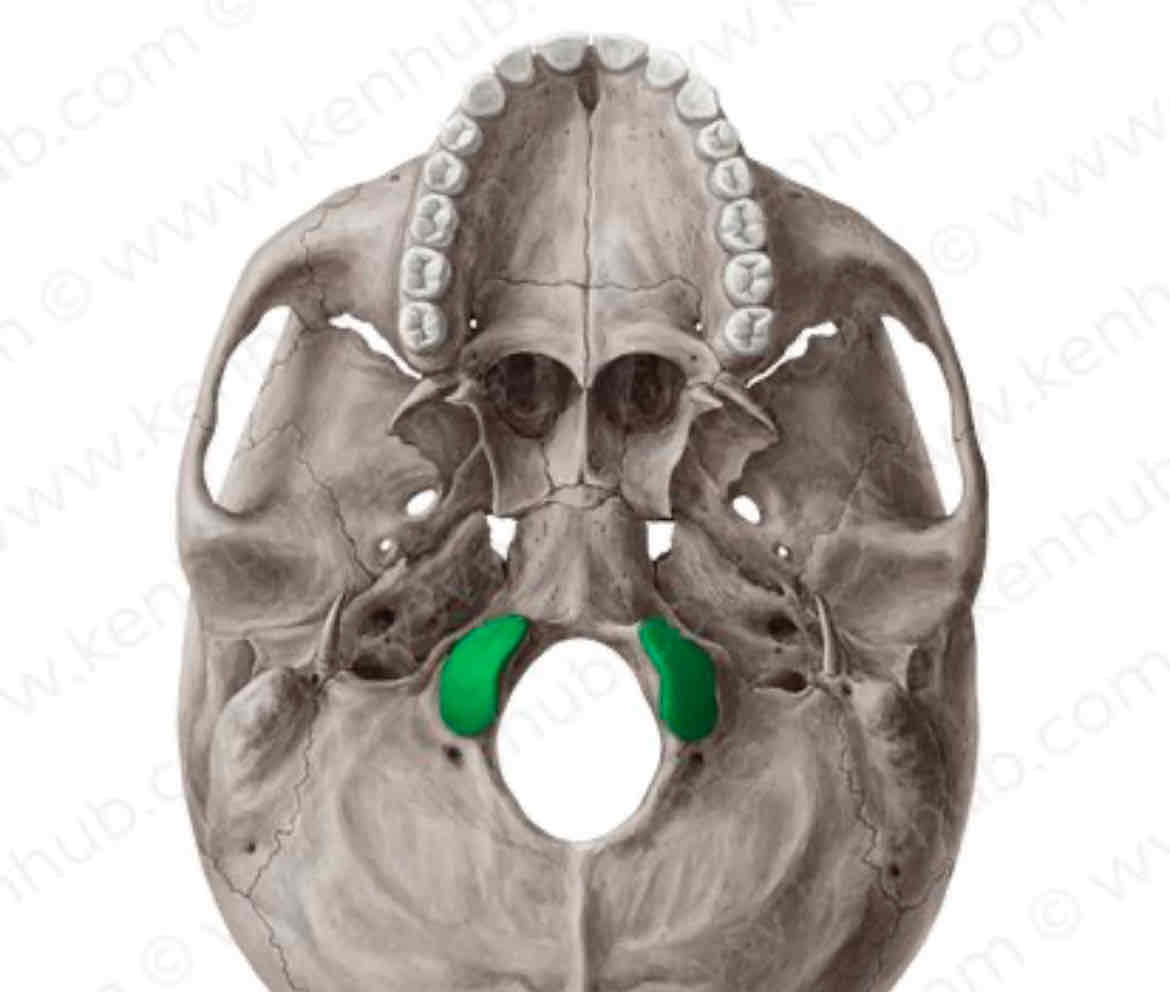 knowt flashcard image