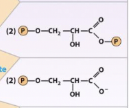 <p>1,3-Biphosphoglycerate ←→ 3-phosphoglycerate</p><p>enzyme and step</p>