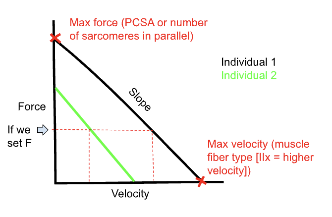 <p><span style="background-color: transparent;"><span>The shape of the Force-Velocity relationships varies across tasks and across participants and are often described as </span><strong><span>linear</span></strong></span></p><ul><li><p><span style="background-color: transparent;"><span>Force-Velocity relationships vary across individuals in terms of:</span></span></p><ul><li><p><span style="background-color: transparent;"><strong><span>Maximal force</span></strong><span> when </span><u><span>velocity equals zero</span></u></span></p></li><li><p><span style="background-color: transparent;"><strong><span>Maximal velocity </span></strong><span>when </span><u><span>force equals zero</span></u></span></p></li><li><p><span style="background-color: transparent;"><strong><span>Slope</span></strong><span> of the relationship</span></span></p></li></ul></li></ul><p></p>
