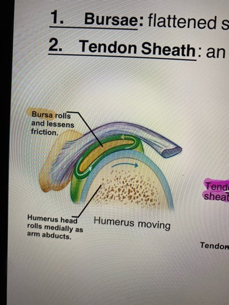 <p>A flattened, fibrous sacs that is lines with synovial membranes, which contains synovial fluid and acts as the "ball bearings" where the ligaments, bones, muscles, and skin tendons may rub together.</p>