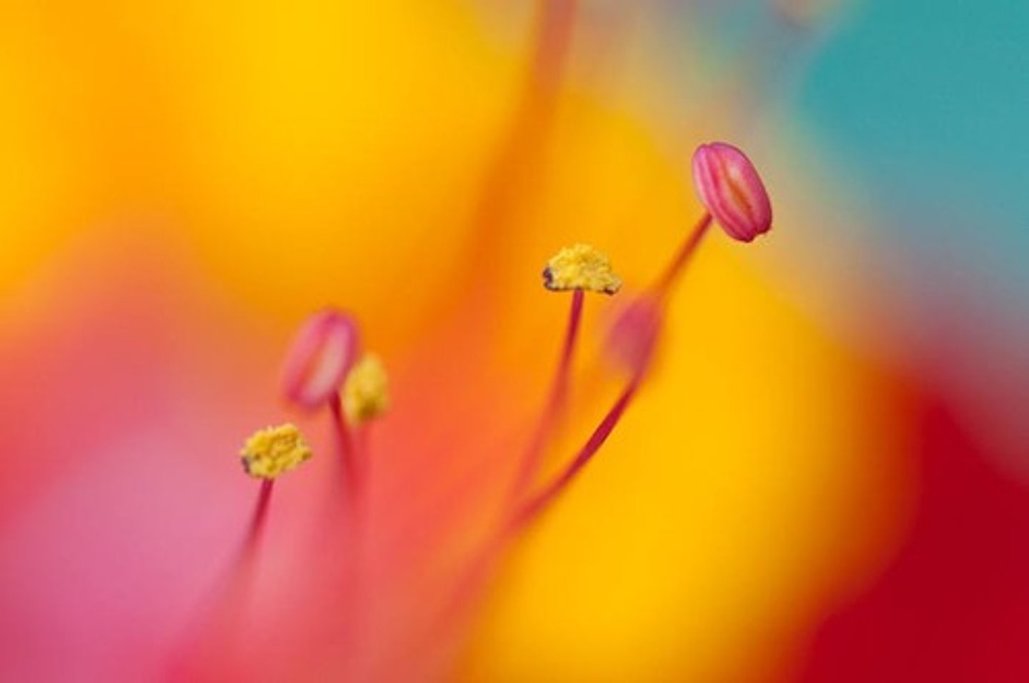 <p>Male reproductive parts, produce pollen. (Include anther at top and filament as the stem thing)</p>