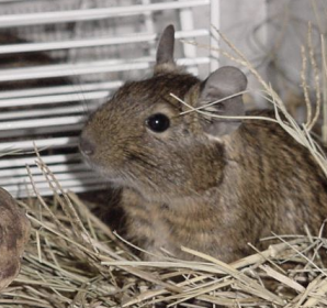 <p>What animal is also called the brush-tailed rat or trumpet-tailed rat and is the species O. degus? It is found in the Andes mountains in open areas. They are social, long-lived, and have low levels of disease. Both parents are involved in raising young.</p>