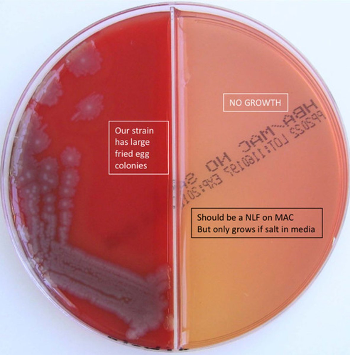 <p>GNB, Beta-haemolytic, oxidase pos, spot indole pos, growth on TCBS- yellow, motile, resistant O129 10ug disk, found in sea water</p>