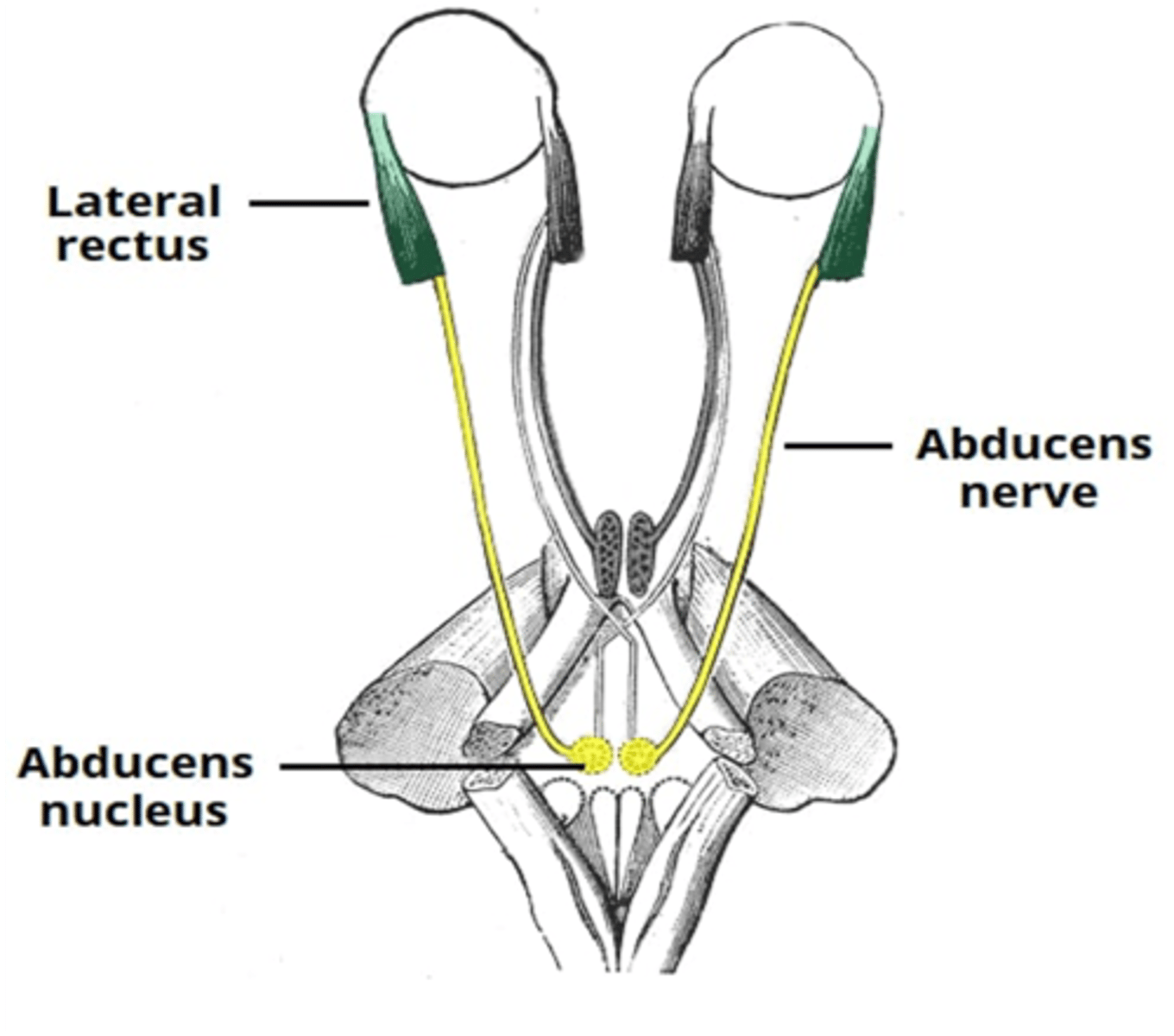 <p>Lateral rectus muscle</p>