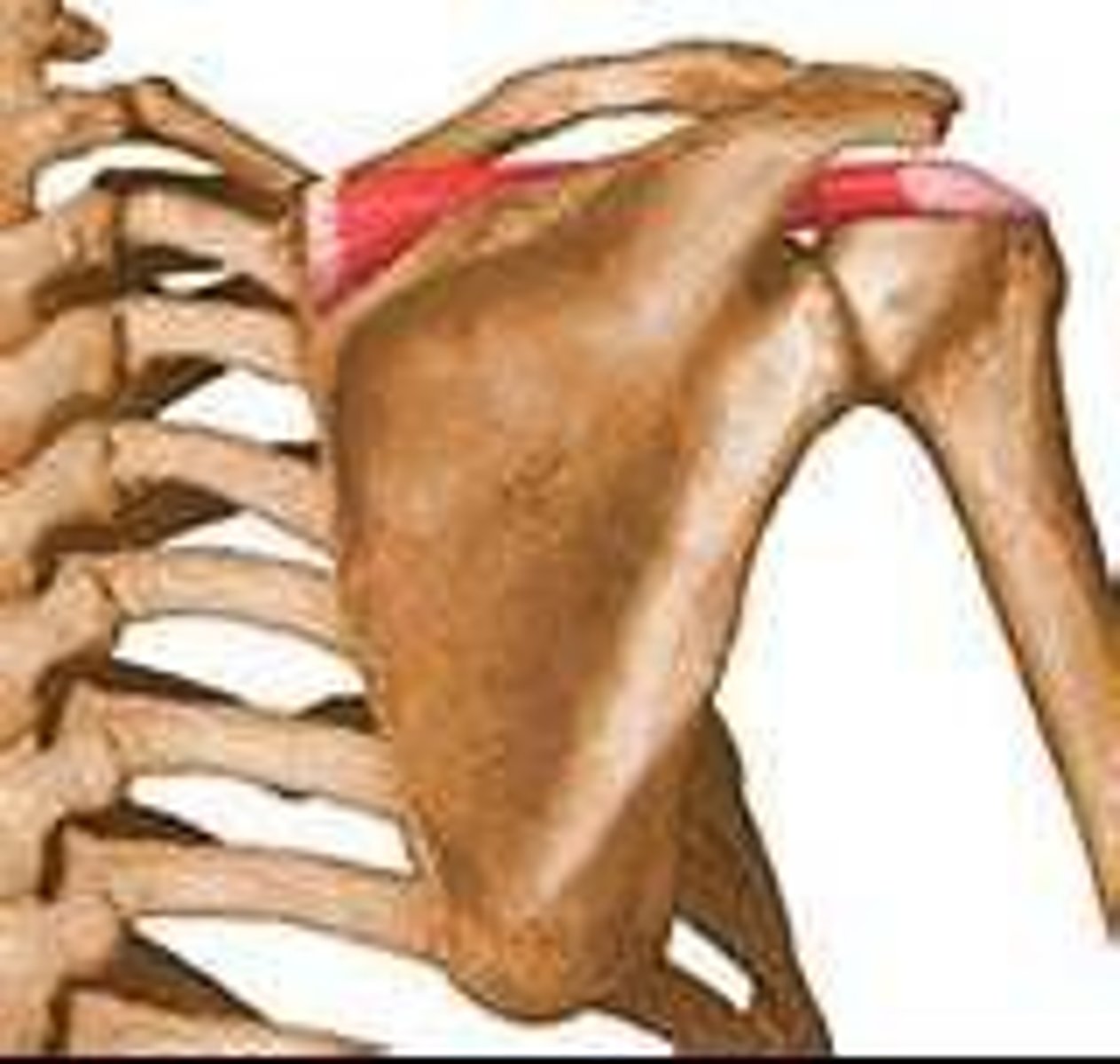 <p>Supraspinous Fossa of Scapula</p>