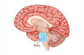 <p>pons</p>