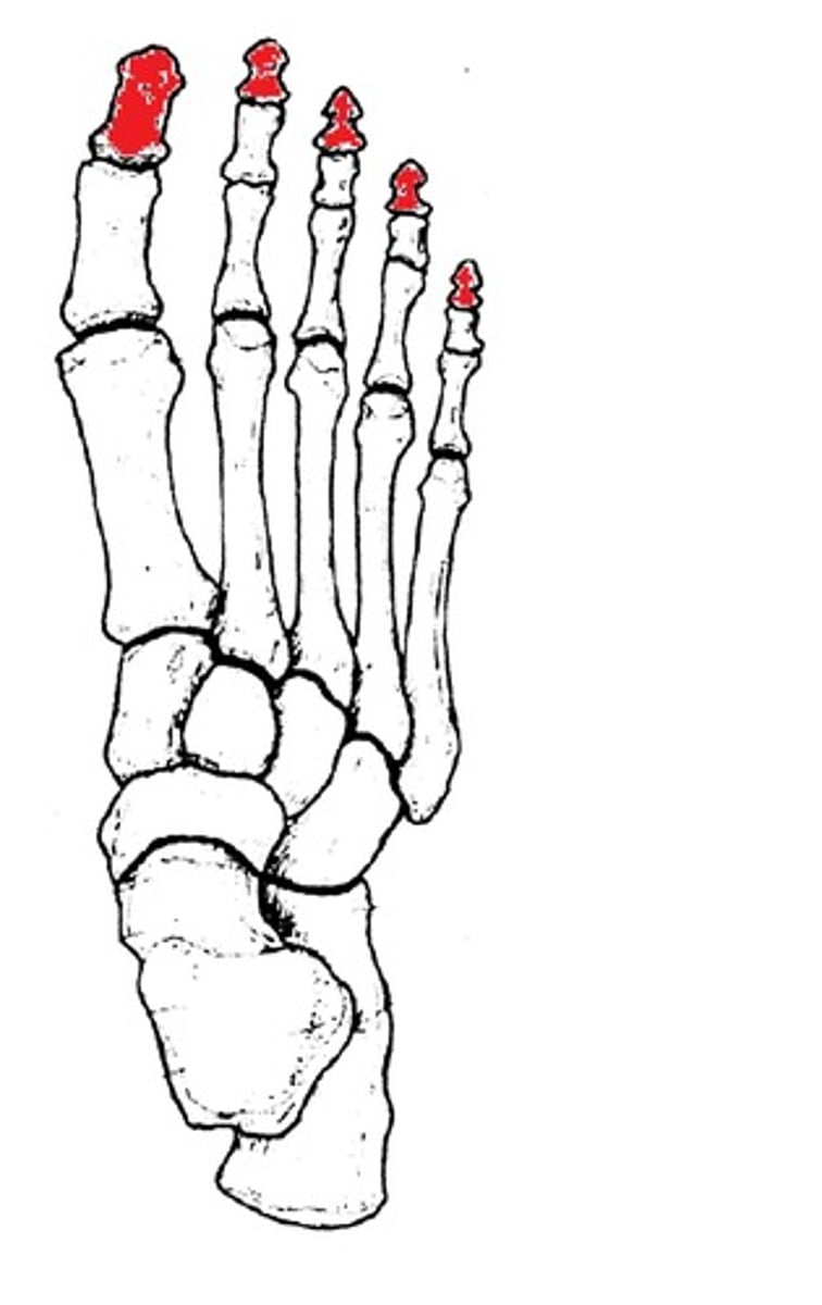 <p>ID bones in red</p>