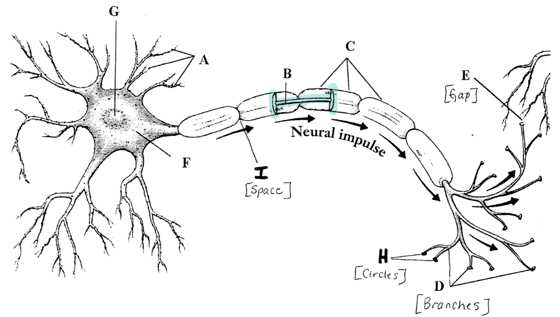 <p>Carry electrical signals away from the cell</p>