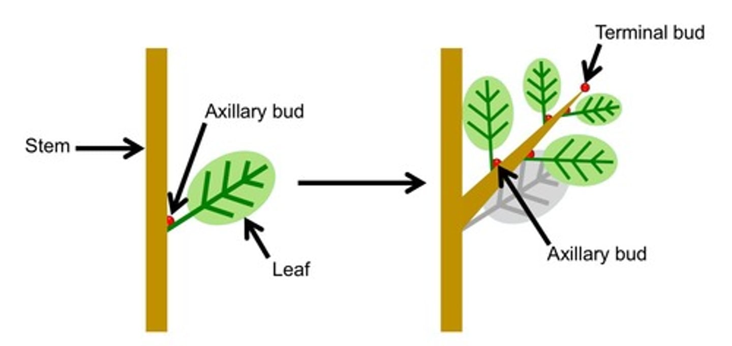 <p>Bud located in axil of leaf that can develop into new branches or flowers.</p>