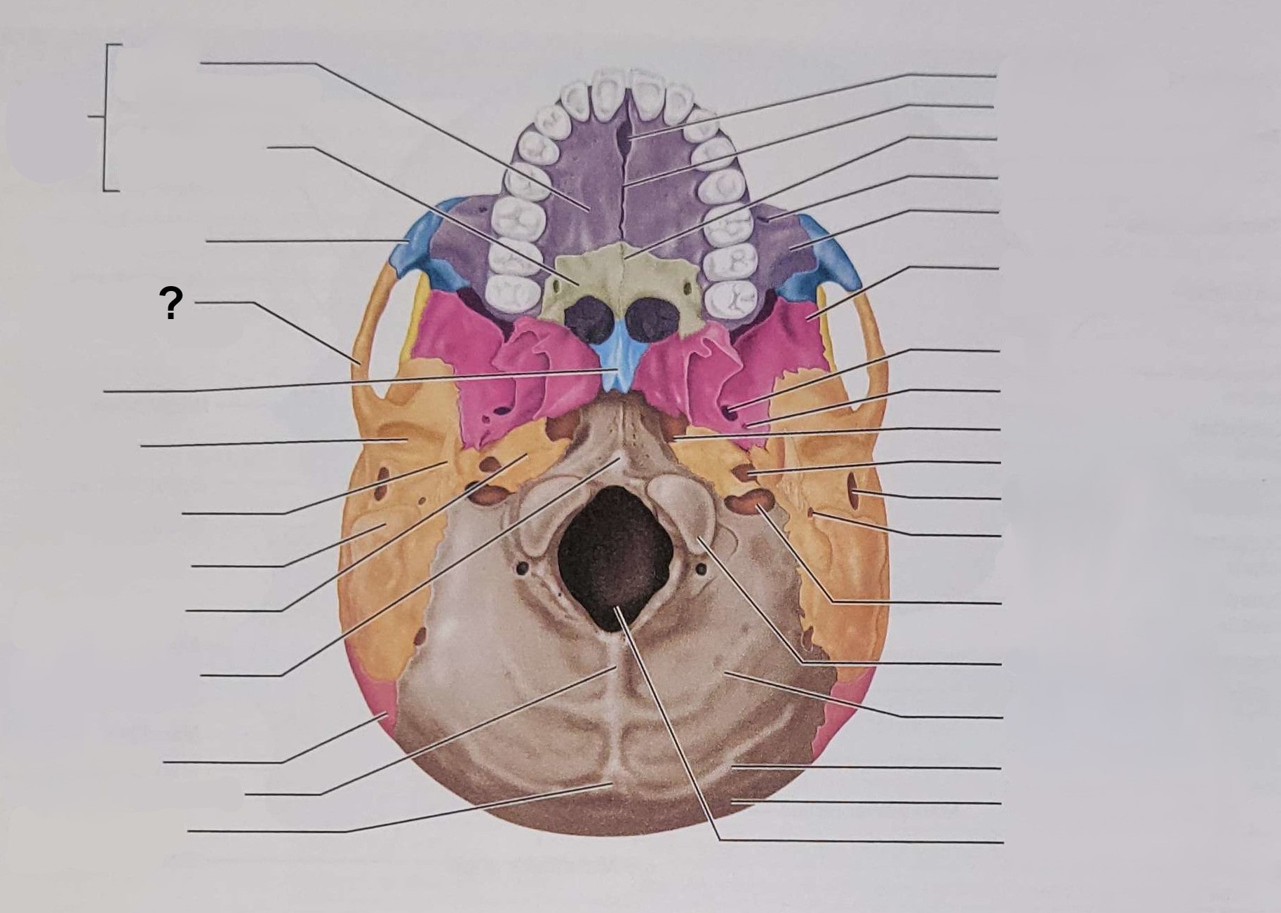 <p>Name the indicated structure</p>